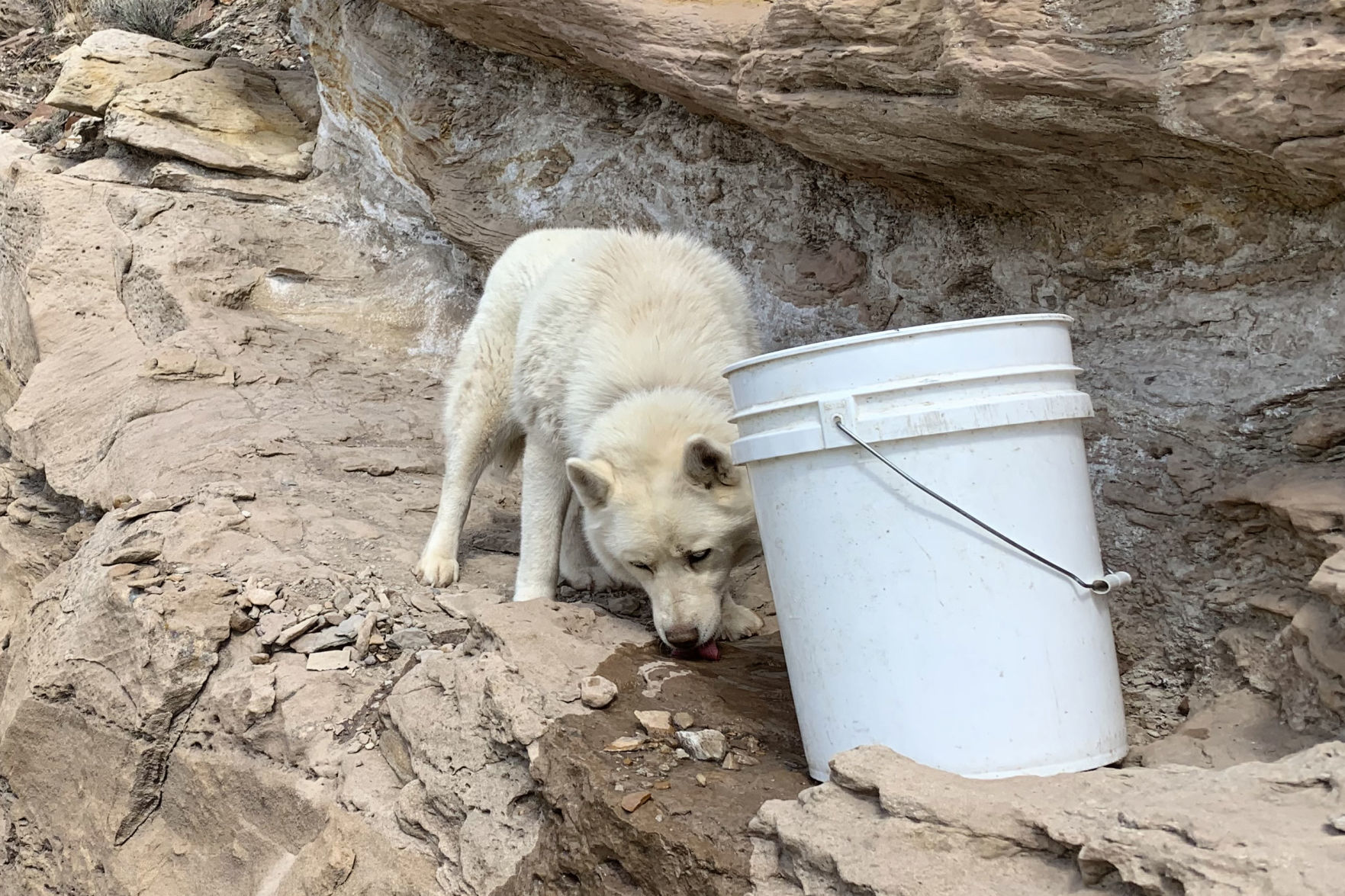 Dog Rescue Water